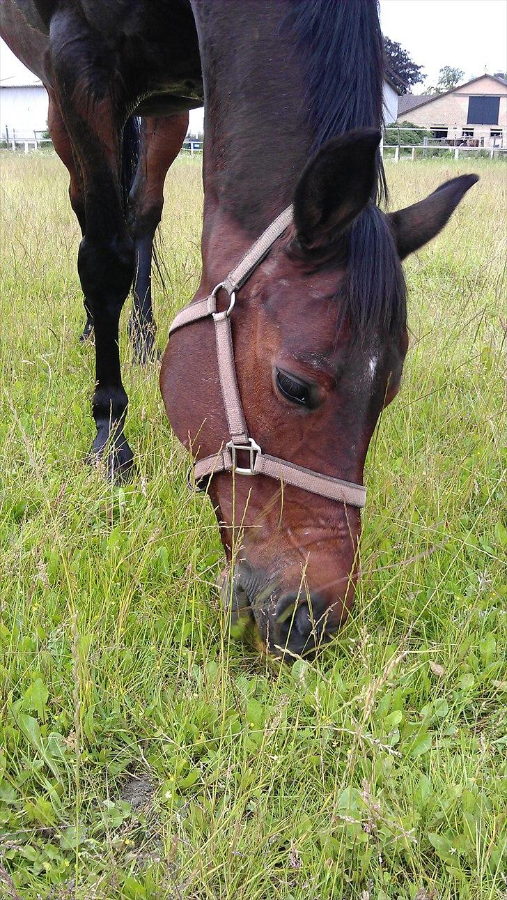 Trakehner SKOVBYGÅRDS GOLDSTERN billede 12