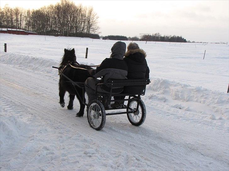 Shetlænder Tulle - Mere julehygge 2010' billede 11