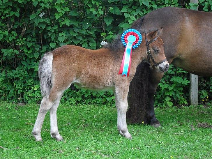 Shetlænder Thorshøjs Wombat - Wombat med sin Roset fra M&M for fun.
16 dage gammel billede 1