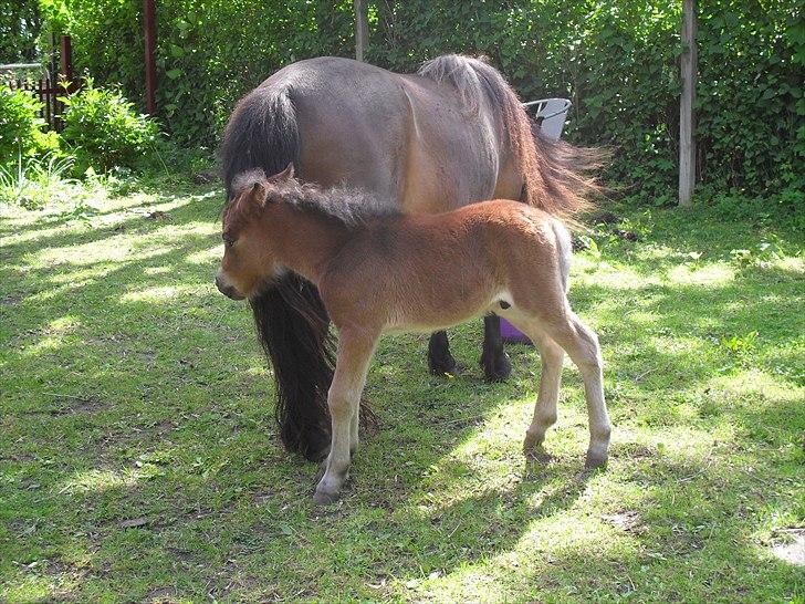 Shetlænder Thorshøjs Wombat - Wombat 1 dag gammel billede 2