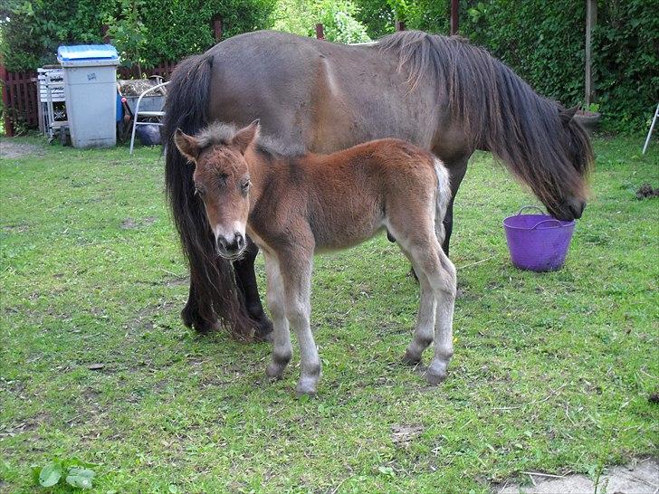 Shetlænder Thorshøjs Wombat - Wombat 1 dag gammel billede 3