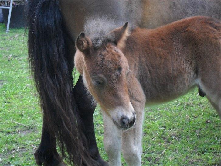 Shetlænder Thorshøjs Wombat - Wombat 1 dag gammel billede 4