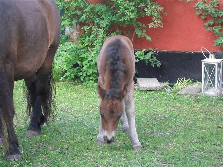 Shetlænder Thorshøjs Wombat - Wombat 1 dag gammel billede 5