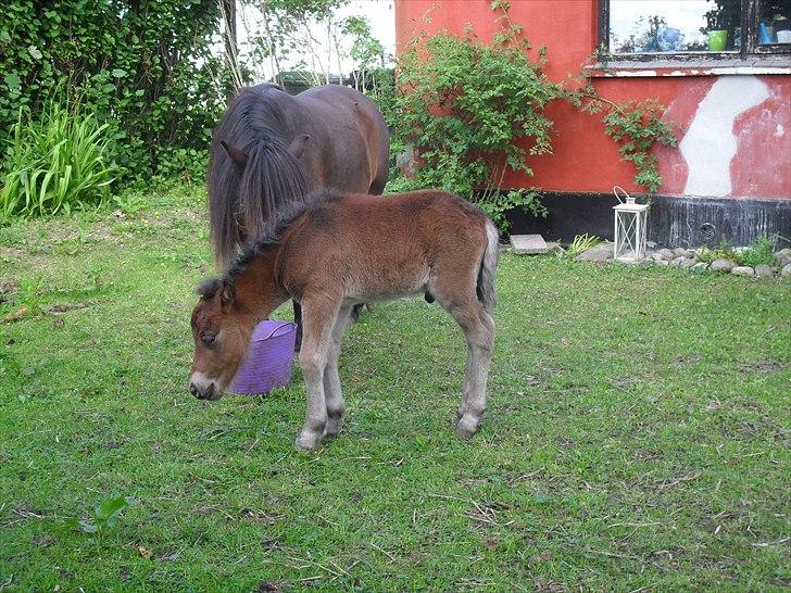 Shetlænder Thorshøjs Wombat - Wombat 1 dag gammel billede 6