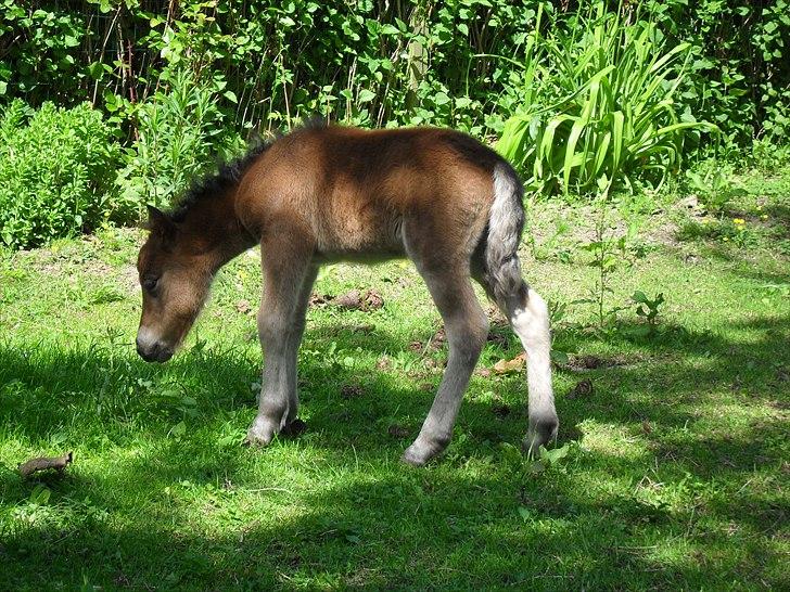 Shetlænder Thorshøjs Wombat - Wombat 1 dag gammel billede 7