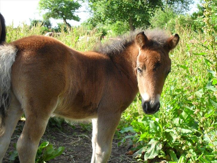 Shetlænder Thorshøjs Wombat - Wombat 7 dage gammel billede 8