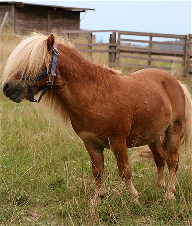 Shetlænder Luna billede 1