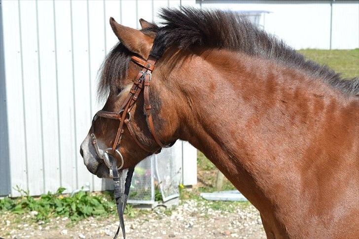 Gotlandsruss | Tarpans Kick billede 3