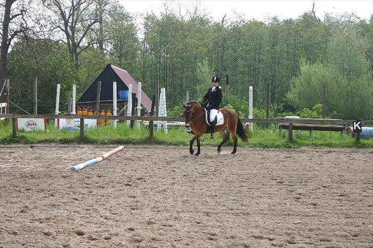 Gotlandsruss | Tarpans Kick billede 11