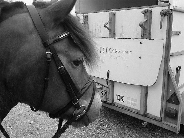 Gotlandsruss | Tarpans Kick billede 12