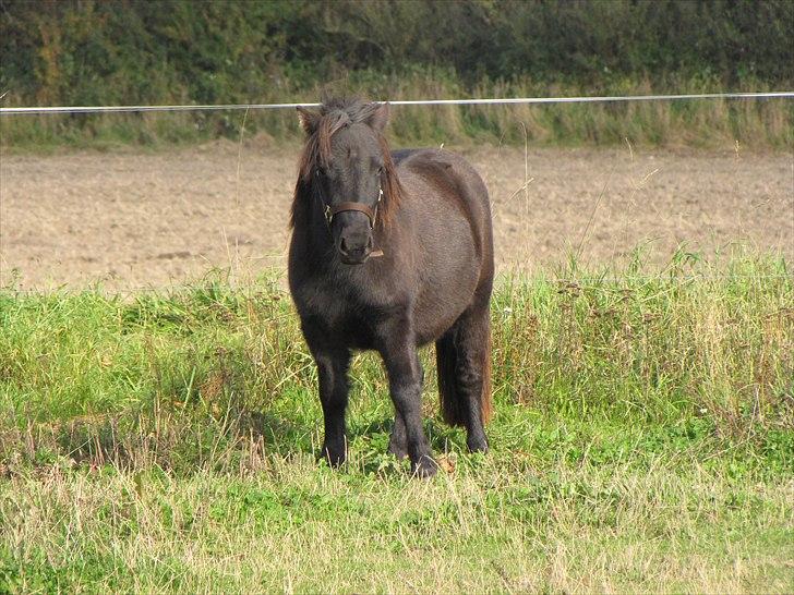 Shetlænder Tulle - Oktober 2010 billede 7