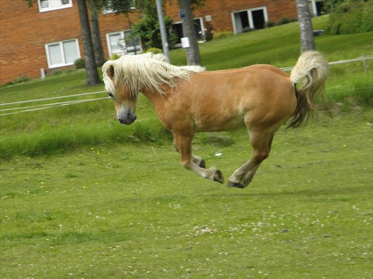 Tyroler Haflinger Alladin -  Juni 2011 billede 16