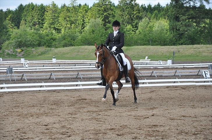 Welsh Partbred (Sec F) Coelenhage's Reza RSDH - Middeltrav.. :D billede 8