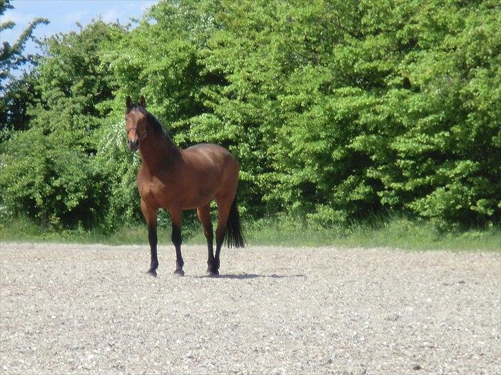 Holstener Lukas  - Smukke hest (:  billede 1