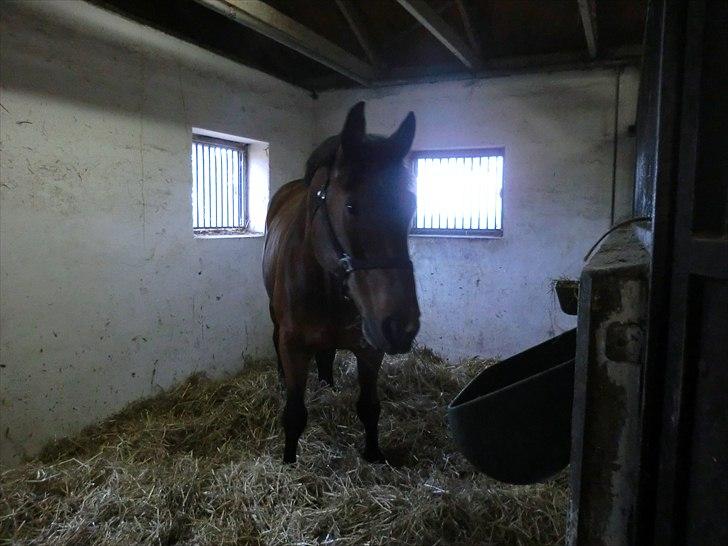 Holstener Lukas  - Lige da han ankom til mig (:  billede 2