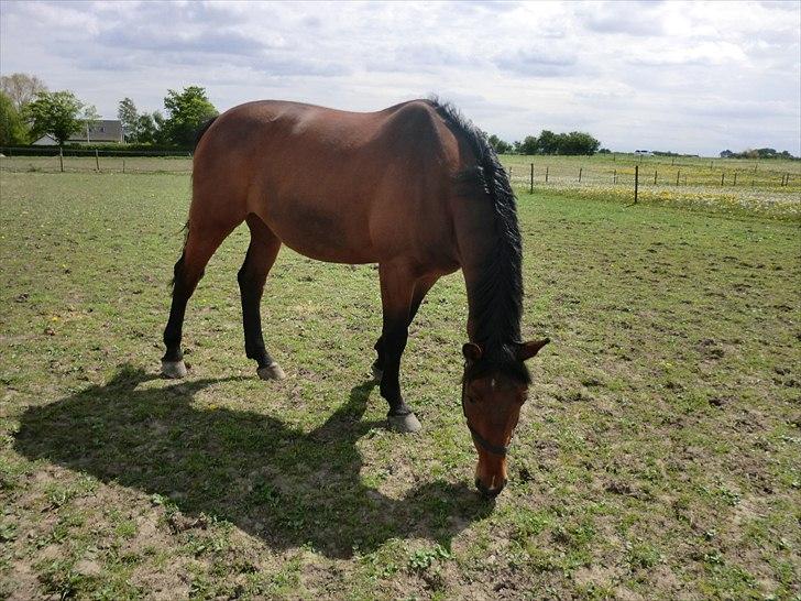 Holstener Lukas  - Første dag på fold :D  billede 3