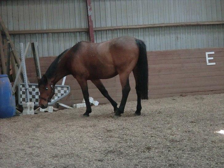 Holstener Lukas  - Første dag i vores ridehus (: billede 5