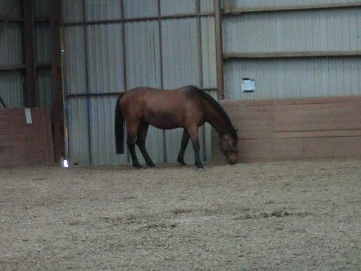 Holstener Lukas  - Det er godt nok spændene xD (:  billede 6