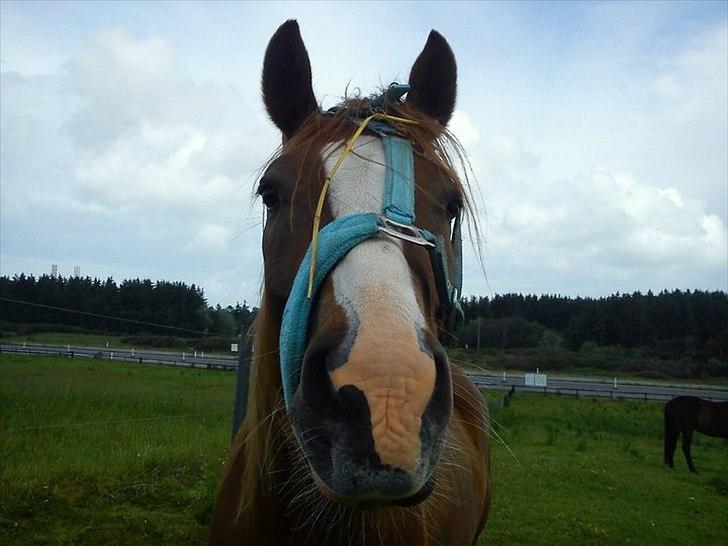 Anden særlig race Dreamer billede 6