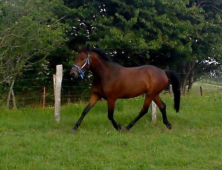 Anden særlig race Damtofts Valdemar - 26/6 11 billede 17
