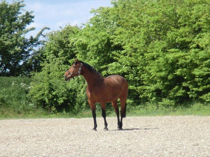 Holstener Lukas  - Første gang på vores bane (:  billede 4