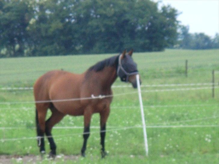 Holstener Lukas  - Står og slapper af inden man skal ud og ride (:  billede 8