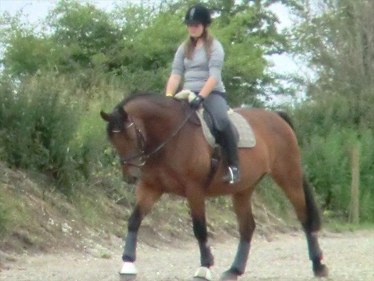 Holstener Lukas  - Dressur :D  billede 9