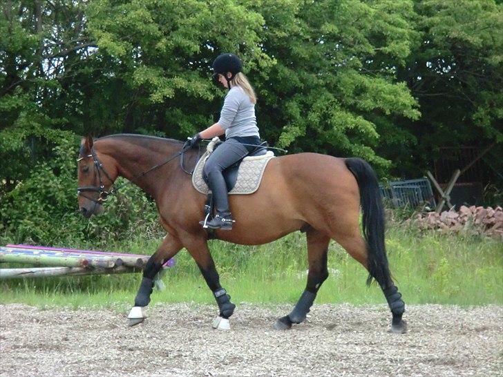 Holstener Lukas  - Dressur (;  billede 10