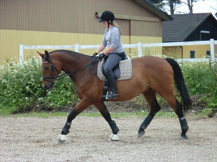 Holstener Lukas  - Øgning (:  billede 11