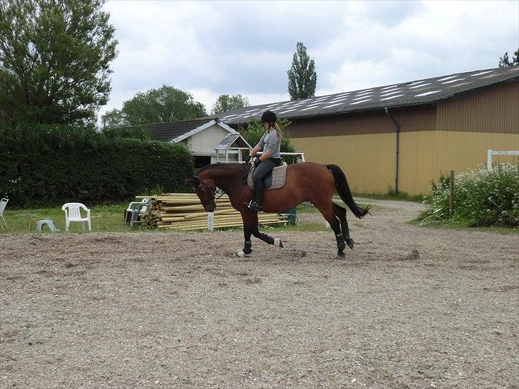 Holstener Lukas  - Galop (:  billede 13