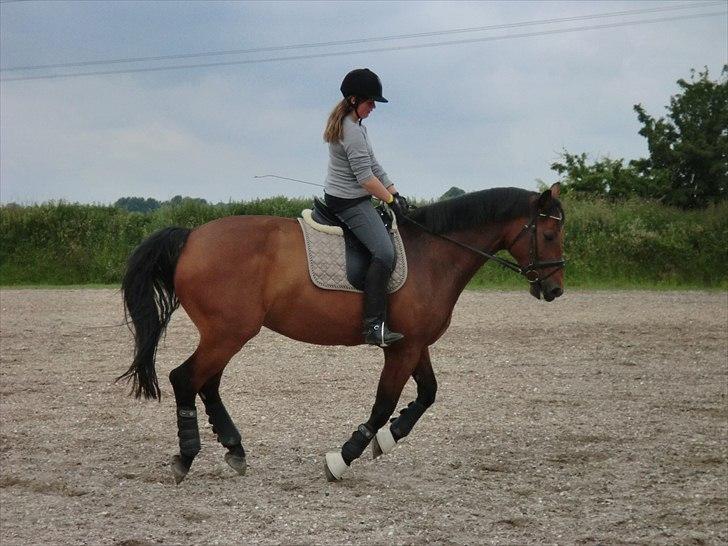 Holstener Lukas  - Galop (:  billede 14