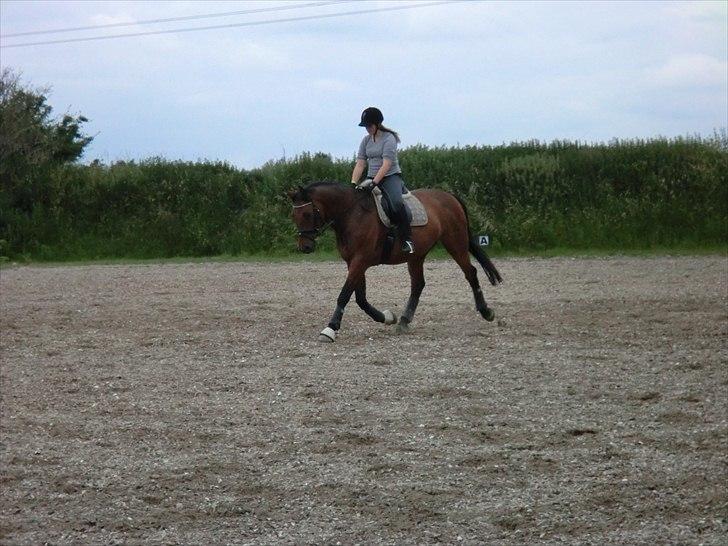 Holstener Lukas  - Igen en øgning :D  billede 12