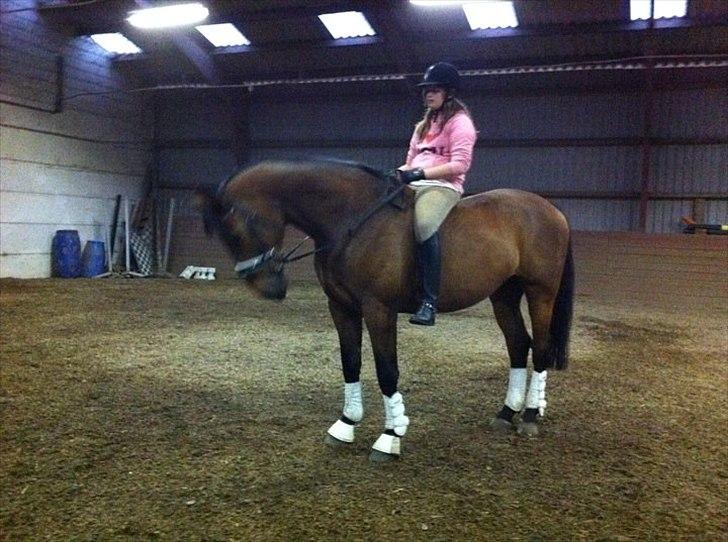 Holstener Lukas  - Efter undervisning hvor vi skridter af uden sadel <3 Elsker dig hest (;<3  billede 15