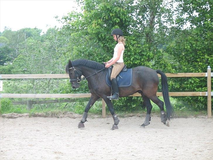 New Forest Calandias Avalanche (Caval) - Efter 1 mdr. ridning. billede 19