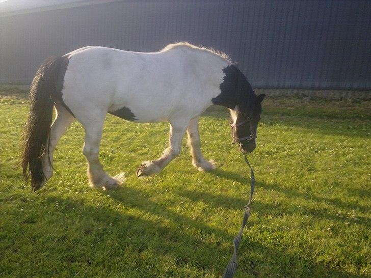 Irish Cob Gipsy billede 16