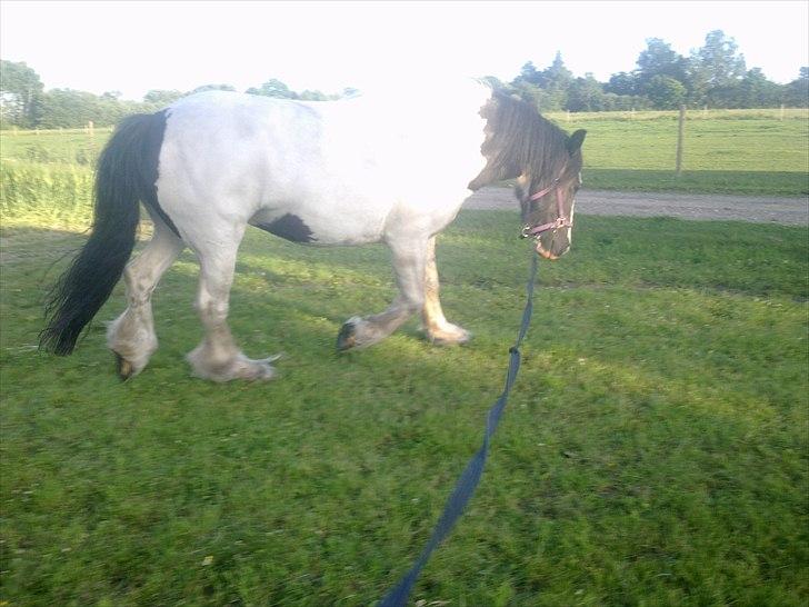 Irish Cob Gipsy billede 17