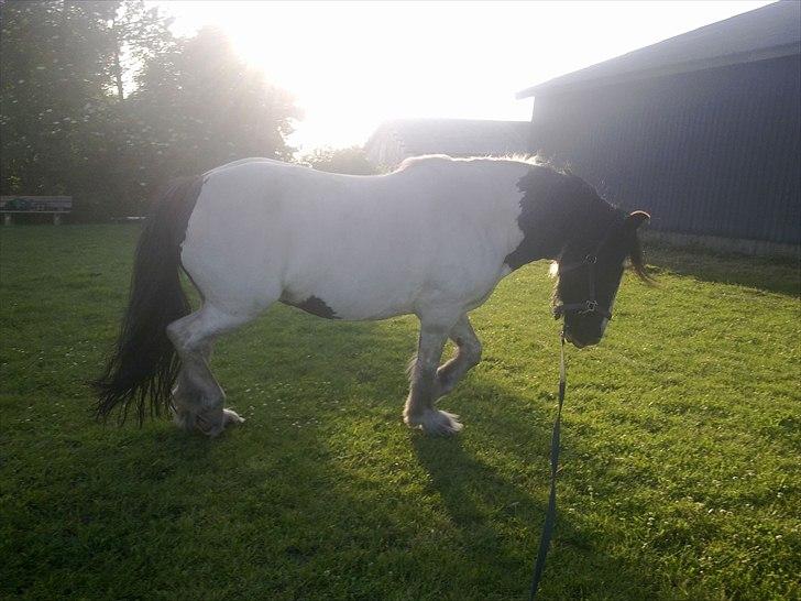 Irish Cob Gipsy billede 18