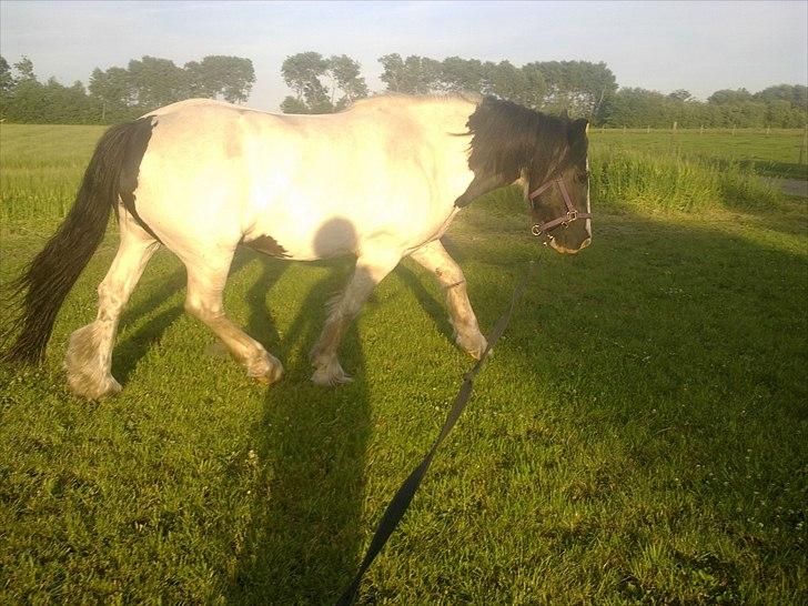 Irish Cob Gipsy billede 19