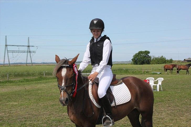 Welsh Cob (sec D) Bogensø's Queen - >> Kærlighed er som en firekløver. Svær at finde, Heldig at have << billede 10