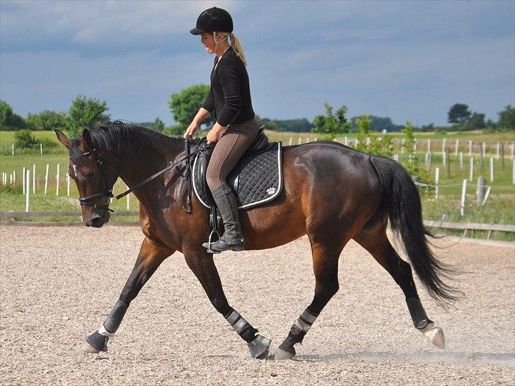 Anden særlig race 'Tidligere hest' Beauty Queen - Dressur træning d. 26.6.11  billede 5
