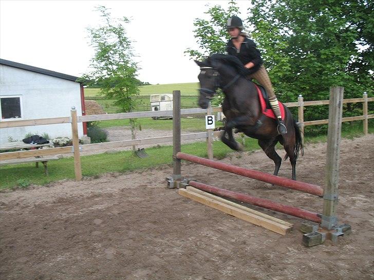 New Forest Calandias Avalanche (Caval) - For sjov hopning billede 17