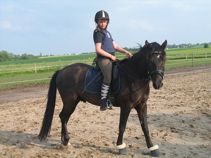 New Forest Calandias Avalanche (Caval) - Forår 2010. Var på ryggen af ham et par gange, men tiden slap op, så han fik lov at stå et år mere. Tjek lige "lille" mig ud, smil billede 20