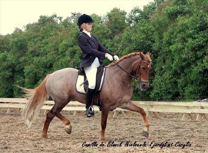 Welsh Pony af Cob-type (sec C) Fjordglimt Carylin  - Velkommen til prinsessens profil :-) billede 1