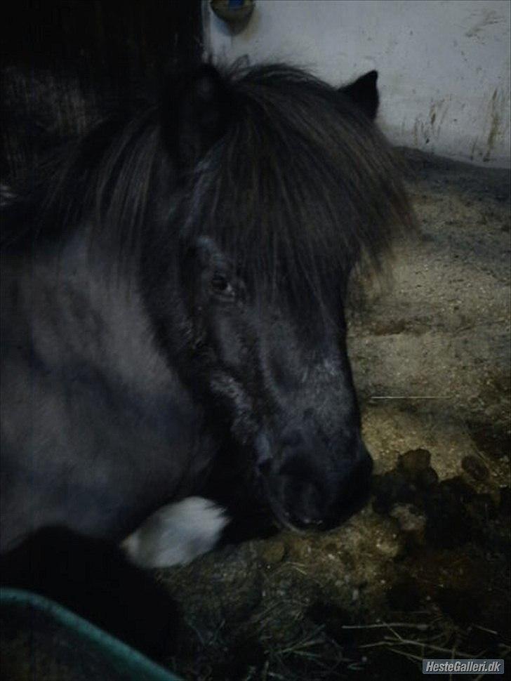 Islænder Mulle *MIN LILLE ISBAMSE* - Mulle blev lige lidt træt billede 6