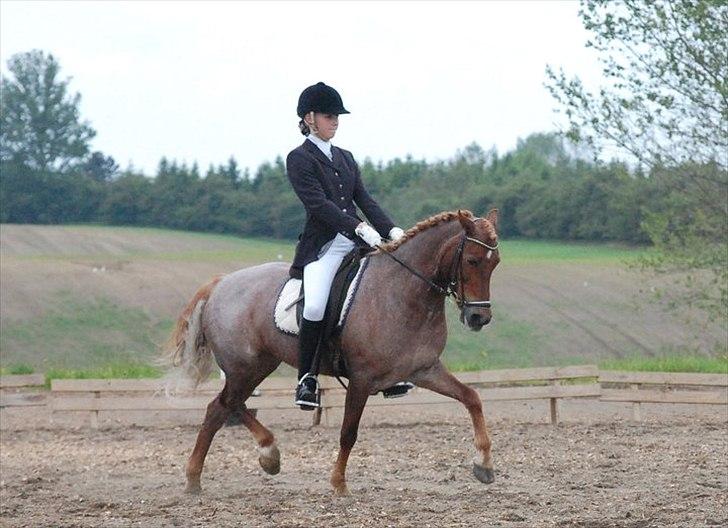 Welsh Pony af Cob-type (sec C) Fjordglimt Carylin  - Middeltrav billede 8