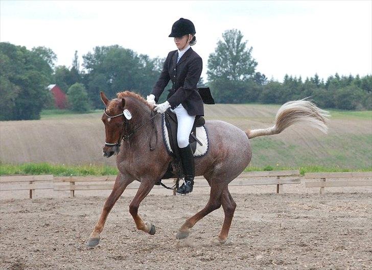 Welsh Pony af Cob-type (sec C) Fjordglimt Carylin  - Hendes fantastiske galop! billede 2