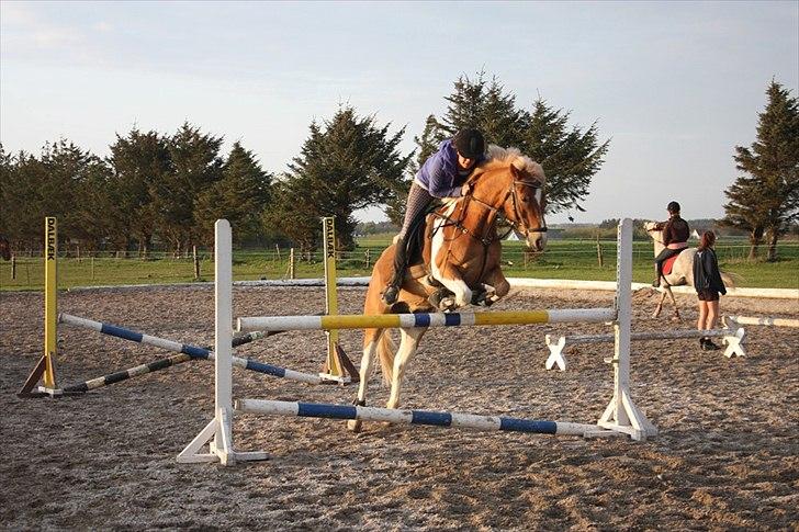 Pinto Julius - Solgt - 100 :) billede 19