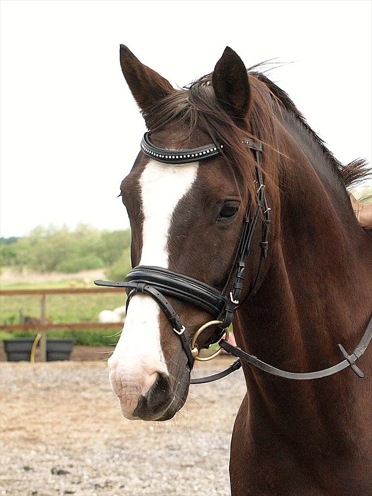 Anden særlig race FELIX DELIGHT - *Velkommen til Felix' profil! *Fotograf: Nanna Carlsen(Dogpaw.dk) billede 1