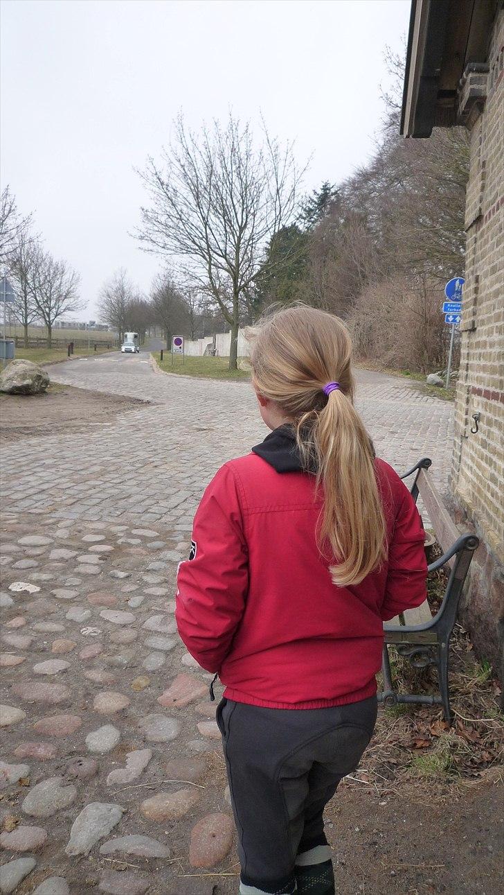 Welsh Pony (sec B) Mac Million   (Stubbumgårds Tobias) - Llige når han kommer kørende helt fra Fyn - jeg står og ser traileren nærme sig..... det var en dejlig dag!!! billede 10