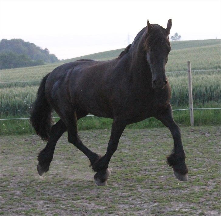 Frieser Linda A billede 1